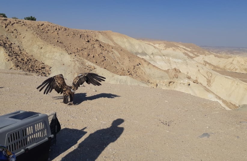 The eagle that suffered from poisoning in the Negev is released back to nature (photo credit: TZUR NETZER/ISRAEL NATURE AND PARKS AUTHORITY)