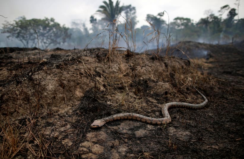 A snake is seen while a tract of the Amazon jungle burns as it is cleared by loggers and farmers in Porto Velho, Brazil August 24, 2019 (photo credit: UESLEI MARCELINO/REUTERS)