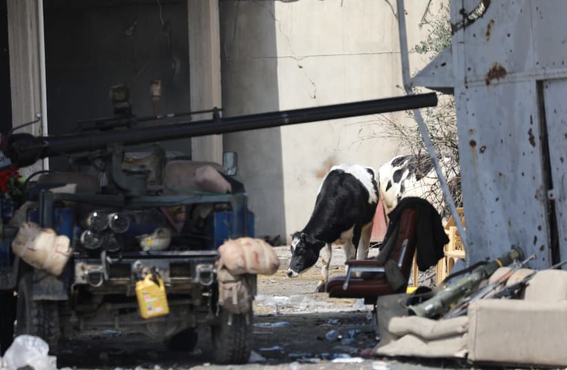 A cow grazes next to a vehicle of the Iraqi Federal Police parked in a position to fight the Islamic State in Mosul (photo credit: REUTERS/ANDRES MARTINEZ CASARES)