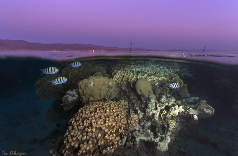 Sunset upon the reefs of Eilat, Red Sea (photo credit: TOM SHLESINGER)