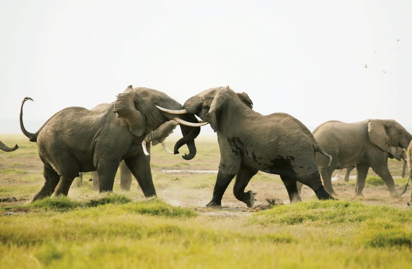 Elephants. Illustrative. (photo credit: REUTERS)