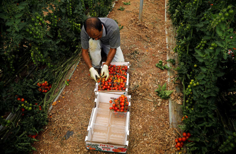 Palestinian man packs cherry tomatoes at a farm in Tubas, in the West Bank (photo credit: RANEEN SAWAFTA/ REUTERS)