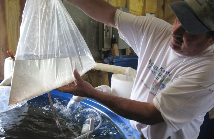A BAG OF prawn hatchlings.  (photo credit: ANDREA HOPKINS/REUTERS)