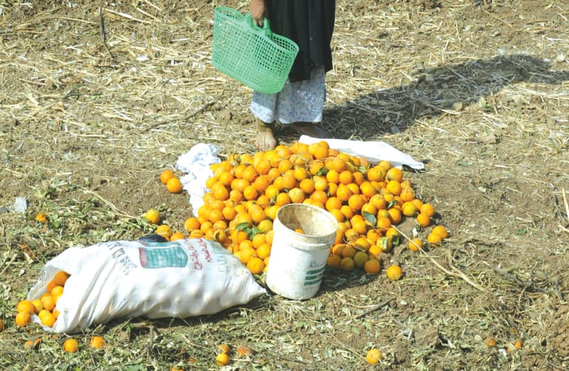 IN THE time before Benjamin Netanyahu, were there only oranges for export in Israel? (photo credit: REUTERS)