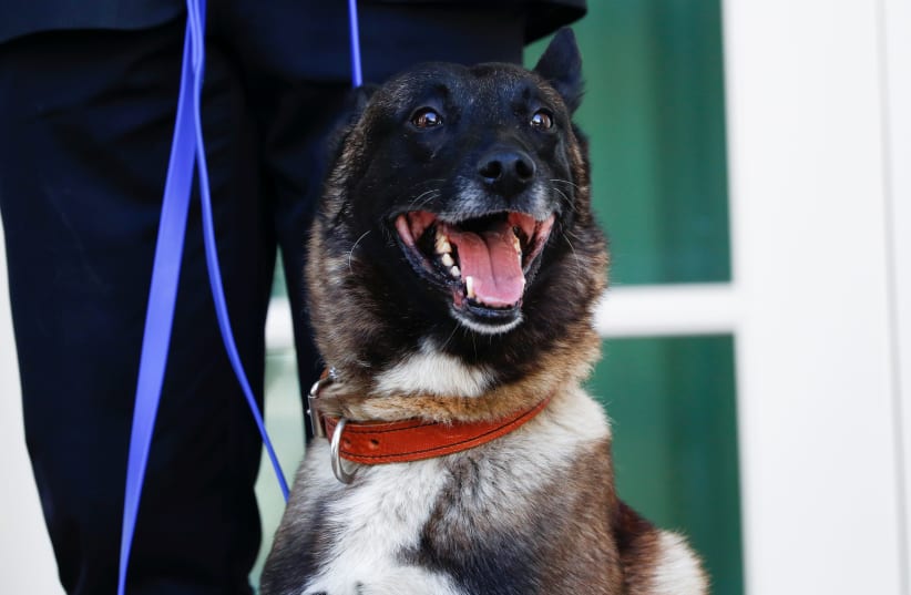 Conan, the U.S. military dog that participated in and was injured in the U.S. raid in Syria that killed ISIS leader Abu Bakr al-Baghdadi, stand on the colonnade of the West Wing of the White House for a photo opportunity with President Donald Trump in Washington, U.S. November 25, 2019 (photo credit: REUTERS//TOM BRENNER)