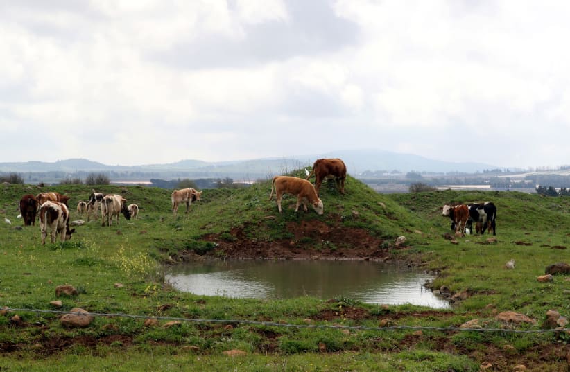 Cows graze in a grassy area near Mas'ada in the Israeli Golan Heights (photo credit: AMMAR AWAD/REUTERS)