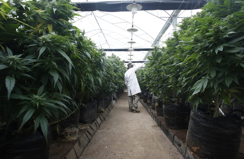 An employee checks cannabis plants at a medical marijuana plantation in northern Israel March 21, 2017 (photo credit: REUTERS/NIR ELIAS)