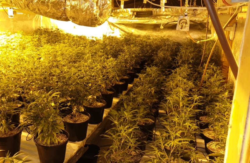 Cannabis plants seized by Israeli Police (photo credit: MAARIV)