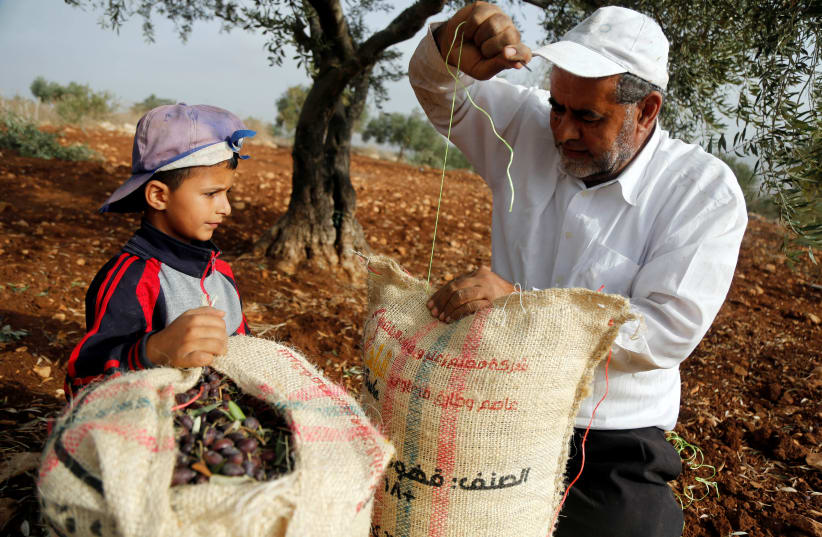 A Palestinian man closes a bag containing freshly picked olives, as a boy looks on, during harvest at a farm in Tubas, West Bank; October 19, 2018. (photo credit: RANEEN SAWAFTA/ REUTERS)