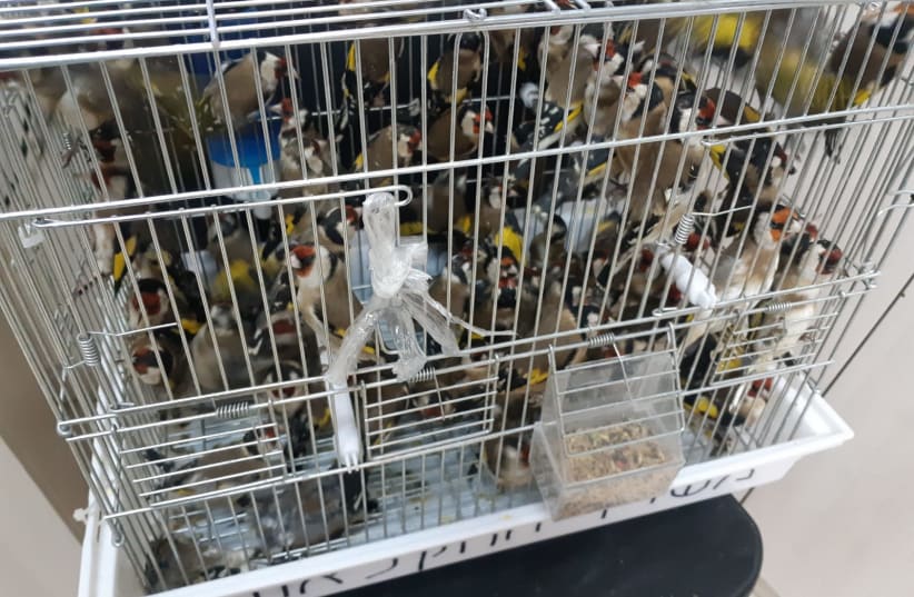 Some of the Goldfinches found taped to the feet of Palestinians attempting to sell them in the West Bank  (photo credit: COGAT SPOKESPERSON)