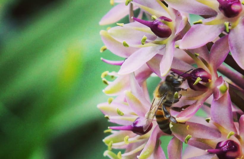 A honey bee pollinating a flower. (photo credit: ILANIT CHERNICK)