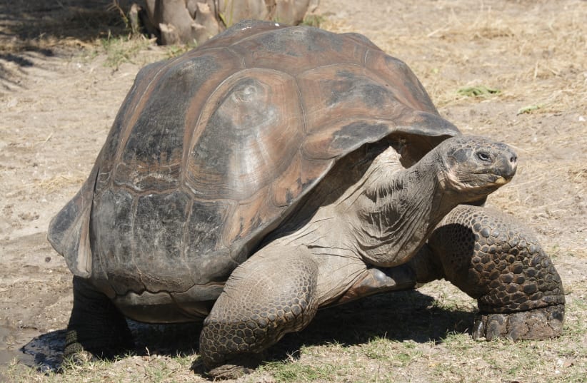 Galápagos tortoise (photo credit: Wikimedia Commons)