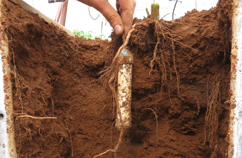 Sensor for measurements of nitrate in the soil (photo credit: Courtesy)