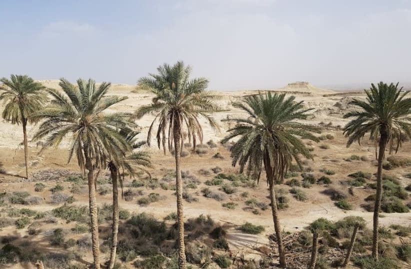 Palm trees in the Jordan Valley where some of the nature reserves are located.  (photo credit: Courtesy)