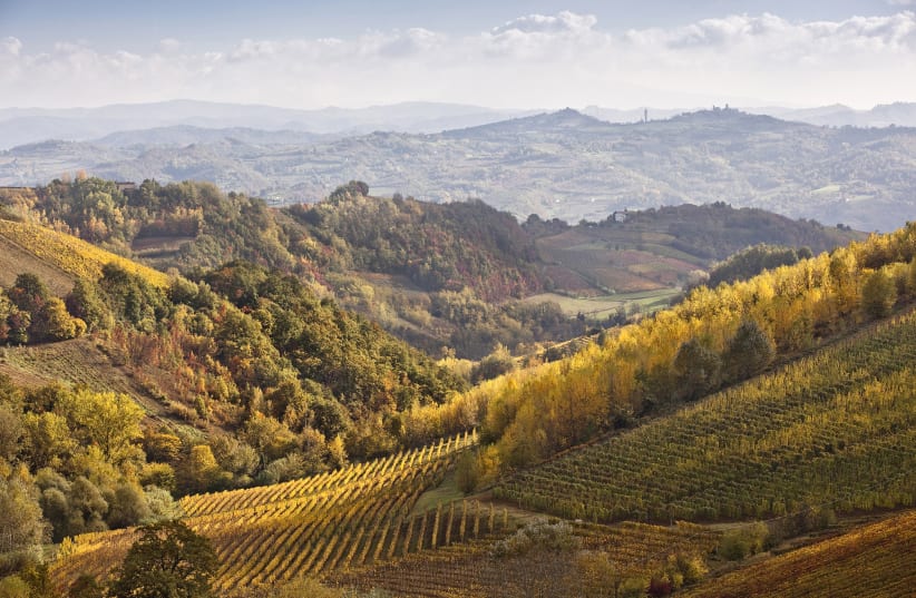THE MUSCAT grape used in Moscato is grown on the beautiful hilly region of Asti, in Piedmont (photo credit: Courtesy)