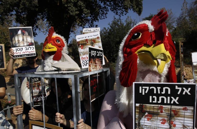 nimal rights activists wearing chicken costumes take part in a protest outside the Israeli parliament in Jerusalem November 10, 2010. Some 20 activists took part in the protest organised by Anonymous animal rights association on Wednesday, against the use of cages in the Israeli egg industry. The si (photo credit: REUTERS)