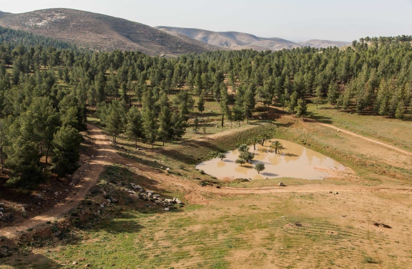 Yatir Forest on the southern slopes of Mount Hebron, on the edge of the Negev Desert (photo credit: JEWISH NATIONAL FUND – USA)