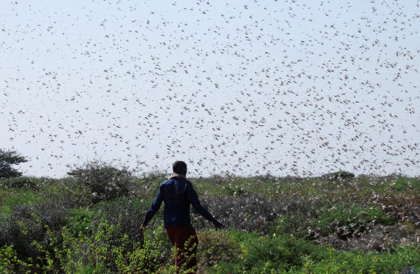 A Somali farmer walks within desert locusts in a grazing land on the outskirt of Dusamareb in Galmudug region, Somalia December 22, 2019 (photo credit: REUTERS/FEISAL OMAR)