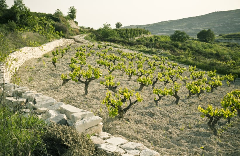 XYNISTERI: OLD Vine vineyard in Cyprus owned by Zambartas Winerie (photo credit: Courtesy)