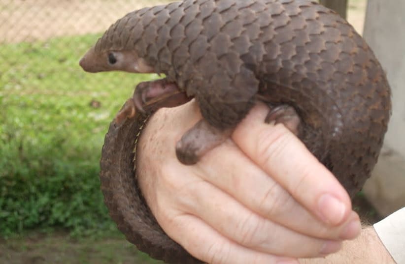 Pangolins, the most trafficked mammal in the world after humans, could be the cause of the coronavirus outbreak. (photo credit: Wikimedia Commons)