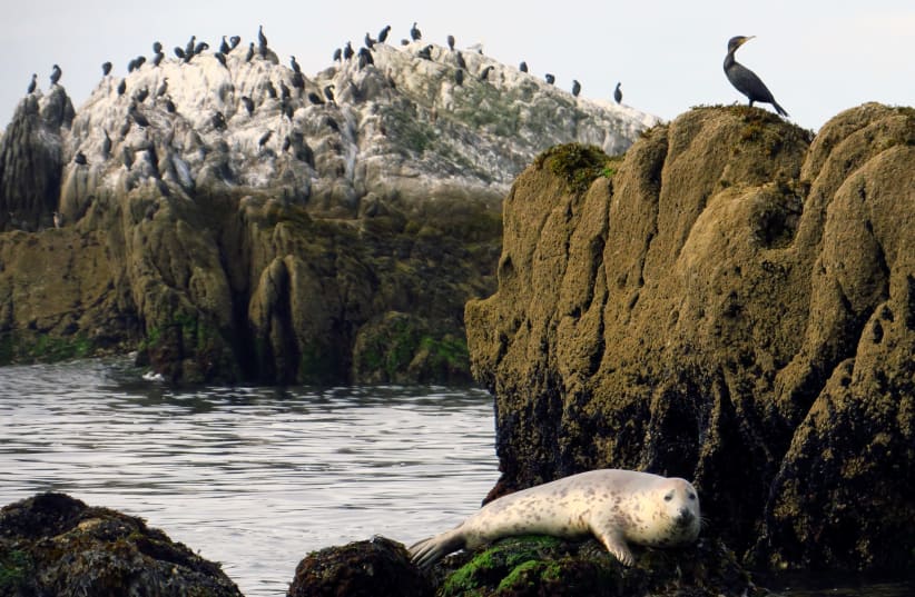A seal sits on a rock in front of the "Ile aux moutons" island in front of Loctudy, Brittany (photo credit: REUTERS)