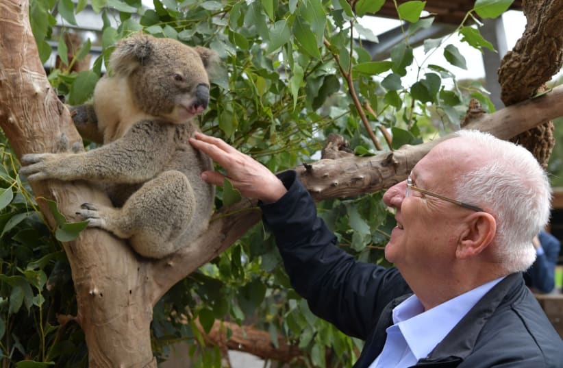 President Reuven Rivlin pets a koala bear at the Taronga Zoo wildlife hospital in Sydney on February 23, during an official visit to Australia (photo credit: GPO)