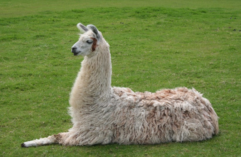 Llama lying down (photo credit: Wikimedia Commons)