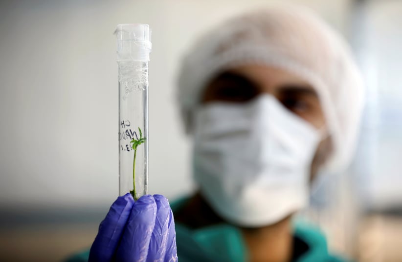 An employee holds a test-tube as he works in the tissue culture laboratory of Pharmocann, an Israeli medical cannabis company in northern Israel (photo credit: REUTERS)