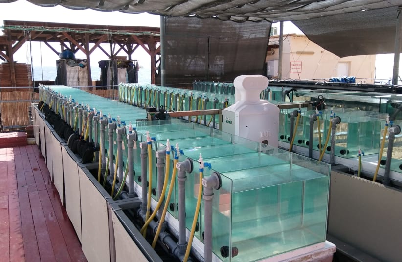 The Red Sea Simulator at the inter-university institute in Eilat allows for continuous, automated monitoring of 80 aquariums (photo credit: COURTESY: KARINE KLEINHAUS)