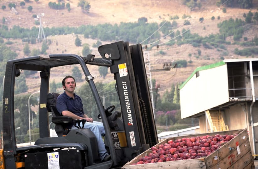 Apples being placed in storage  (photo credit: OMER SHAVIT)