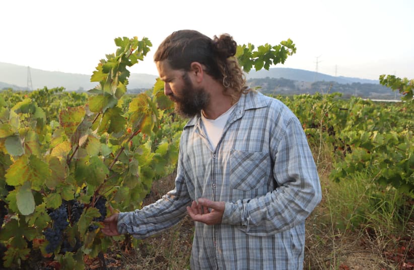 Yossi Yodfat, a master in revitalizing old vineyards, in Um Tut, Shefaya, near Zichron Ya'acov. (photo credit: DAVID SILVERMAN)