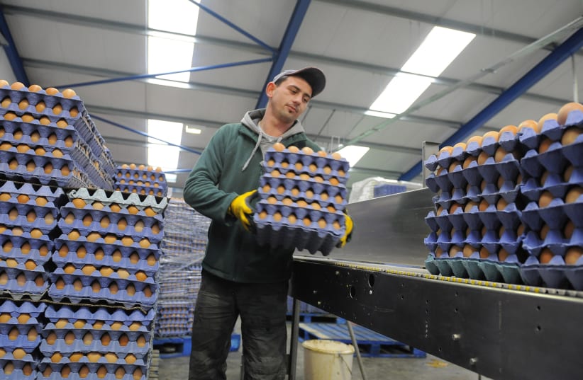Eggs are prepared to be boxed on a James Potter free range farm that produces eggs for Asda supermarkets, in Catton, northern England (photo credit: REUTERS)