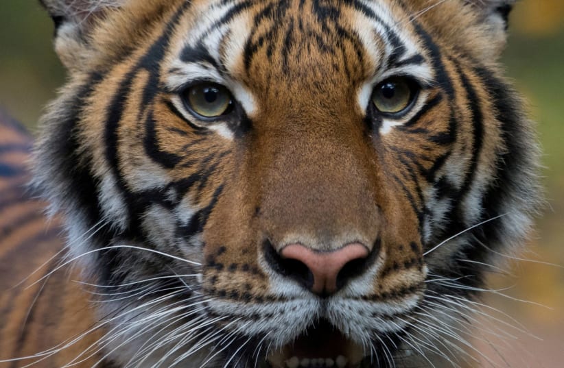 Nadia, a 4-year-old female Malayan tiger at the Bronx Zoo, that the zoo said on April 5, 2020 has tested positive for coronavirus disease (COVID-19) is seen in an undated handout photo provided by the Bronx zoo in New York (photo credit: WCS/HANDOUT VIA REUTERS)