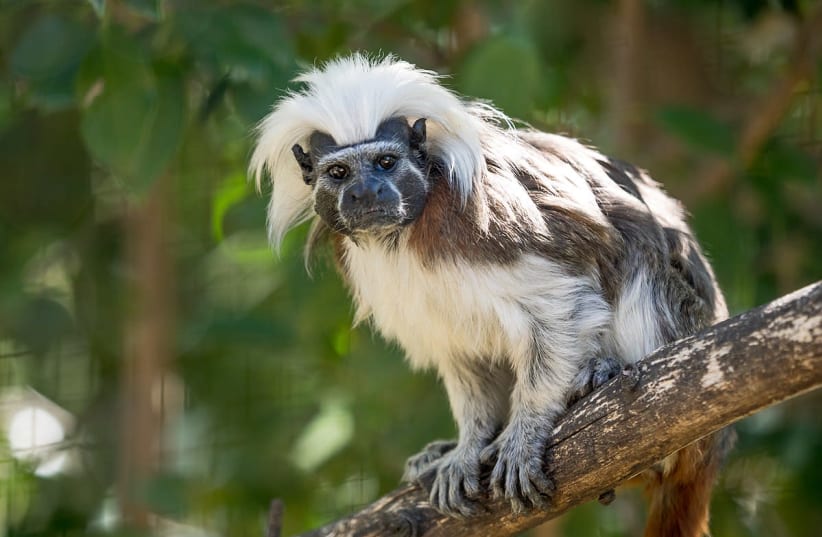 Cotton-top Tamarin at Zoo Lagos, Portugal.  (photo credit: Wikimedia Commons)