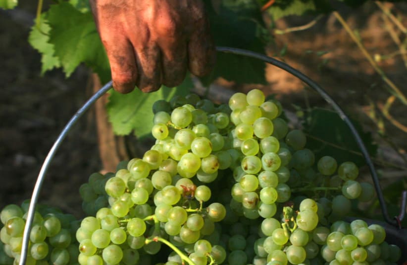 Grapes being collected for wine-making  (photo credit: Courtesy)