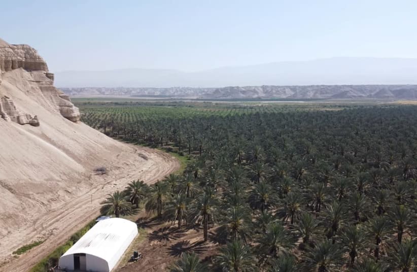 Date plantations in the Jordan Valley  (photo credit: BWR/SCREENSHOT)