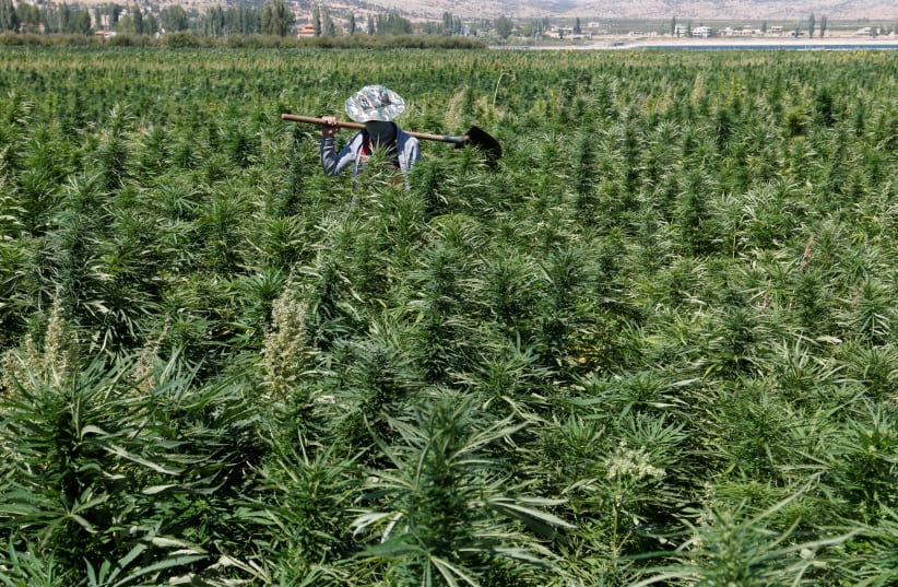 A farmer is seen in a cannabis field in the Yammouneh area west of Baalbek, Lebanon, August 13, 2018. (photo credit: MOHAMED AZAKIR / REUTERS)