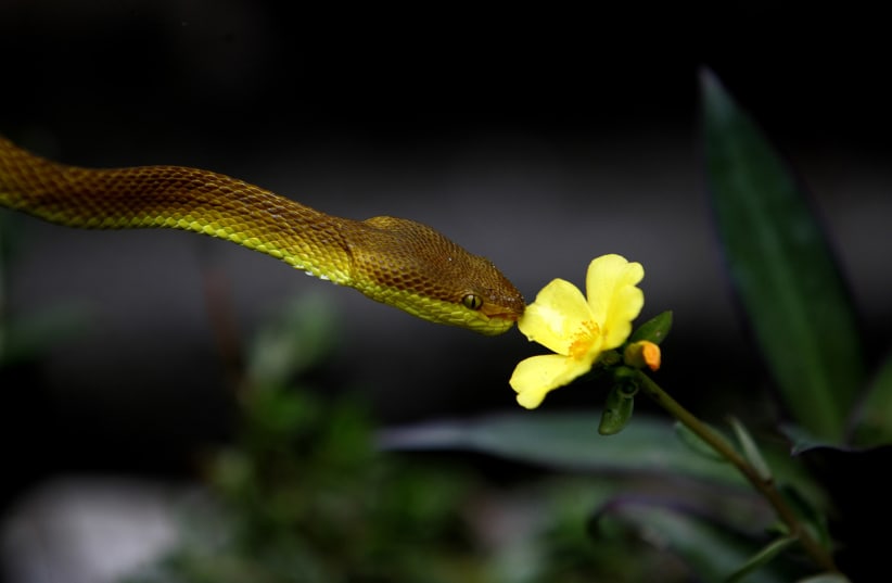 A yellow pit viper snake drinks water droplets on a flower at the Dhupguri snake park (photo credit: REUTERS)