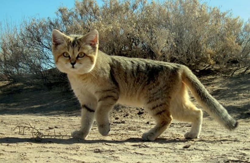 Persian Sand Cat (Felis margarita thinobia) (photo credit: Wikimedia Commons)