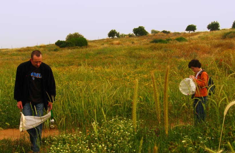 Exploring the diverse artropod fauna found on plants using butterfly nets, Coastal Plain, Israel, (left) Dr. Uri Roll (photo credit: Courtesy)