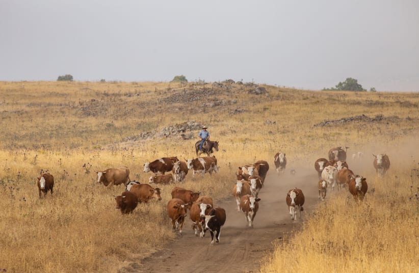 Israeli "cowboys" collect a herd of cattle to separate the bulls from the females, at their farms in Northern Israel. (photo credit: MAOR KINSBURSKY/FLASH90)