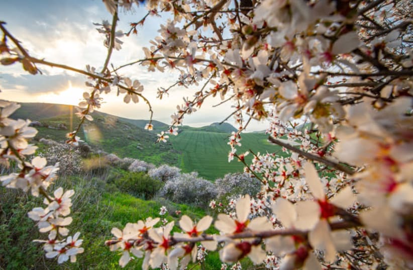 Almond trees blossom on the Golan Heights (photo credit: MAOR KINSBURSKY/FLASH90)
