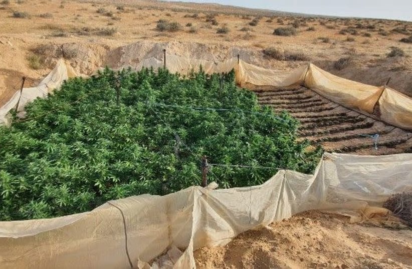 Marijuana plants Border Police found and burnt on May 3 2020 in the Negev, the plants were grown inside an IDF training zone  (photo credit: POLICE SPOKESPERSON'S UNIT)