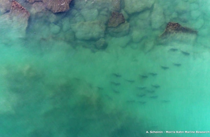 Sandbar sharks seen grouping off the coast of Ashdod, Israel (photo credit: DR. AVIAD SHEININ)