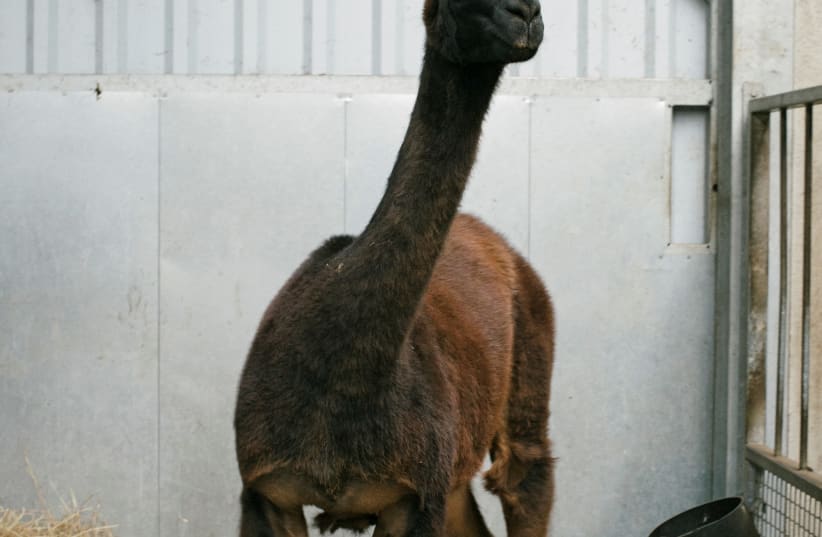 A llama named Winter is seen in this undated photo released by the VIB-UGent Center for Medical Biotechnology in Ghent, Belgium on May 5, 2020. (photo credit: VIB-UGENT CENTER FOR MEDICAL BIOTECHNOLOGY/HANDOUT VIA REUTERS)