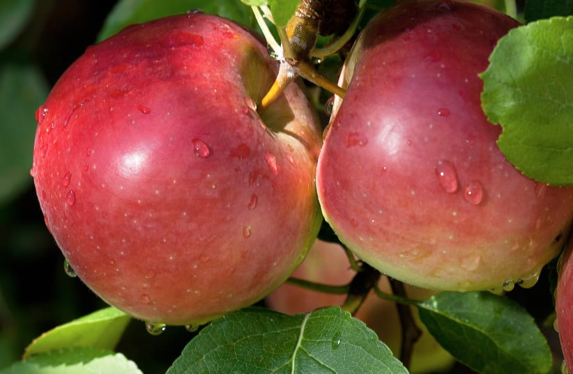 ADDRESSING FOOD quality: ‘The average apple we eat was picked nine months before we buy it.’ (photo credit: Courtesy)