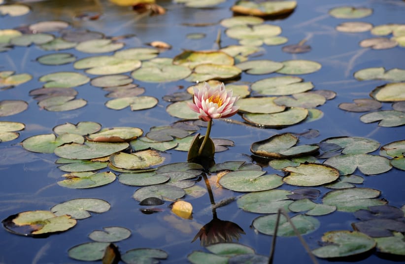 A water lily seen in the pond of the botanical gardens in Jerusalem (photo credit: MENDY HECHTMAN/FLASH90)
