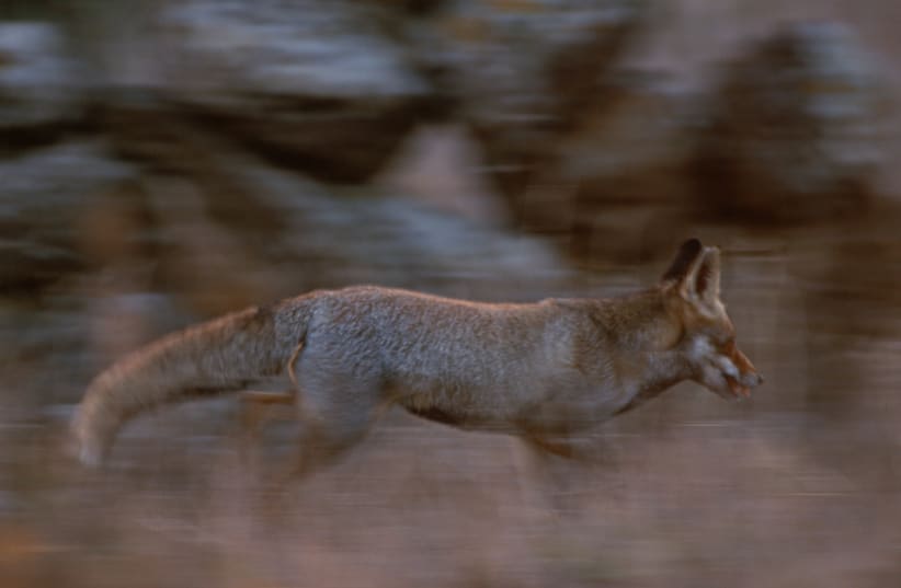 Fox is seen running Golan Heights, Israel (photo credit: FLASH90)