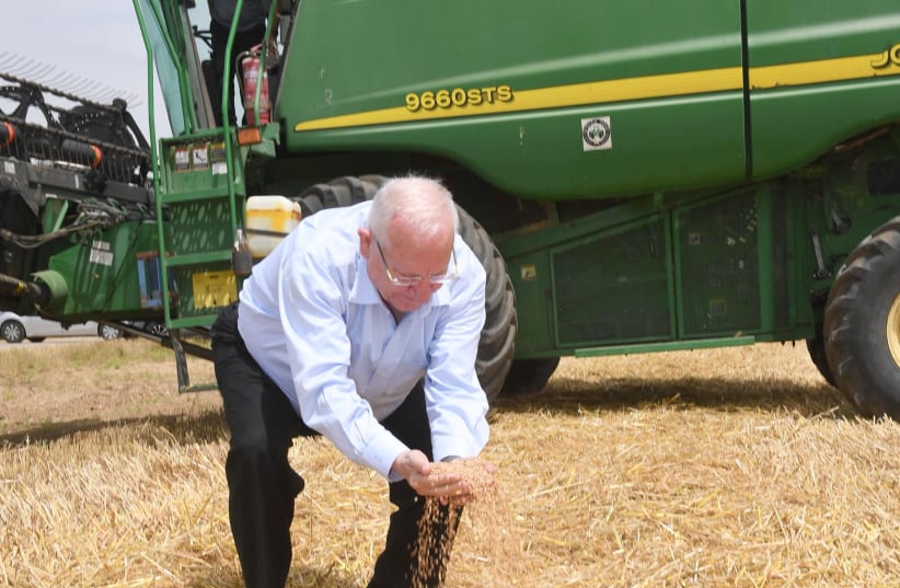 President Reuven Rivlin is seen inspecting the wheat at a field in Kibbutz Sa'ad. (photo credit: MARK NEYMAN/GPO)