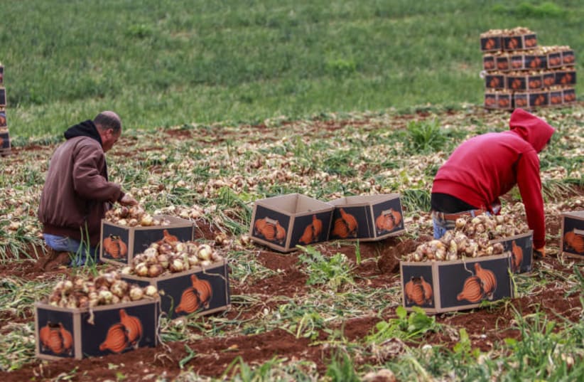 COLLECTING ONIONS in a field in the Judean Valley. The farmer must let his fields lay fallow during the shmita year.  (photo credit: NASSER ISHTAYEH/FLASH90)